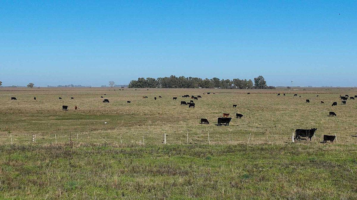 Pcia. de Buenos Aires - Gorch 860 Ha