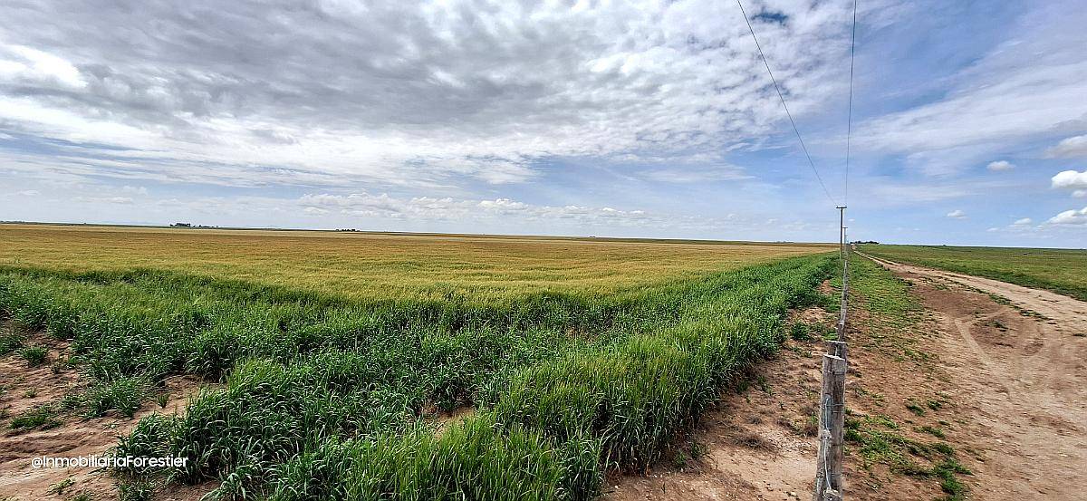 Venta Campo 665 Has Tornquist