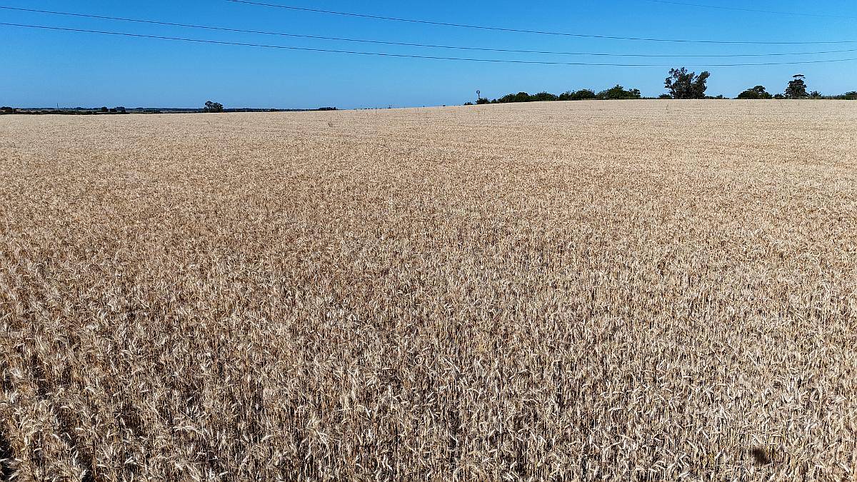 Campo Agrícola Apto Granja