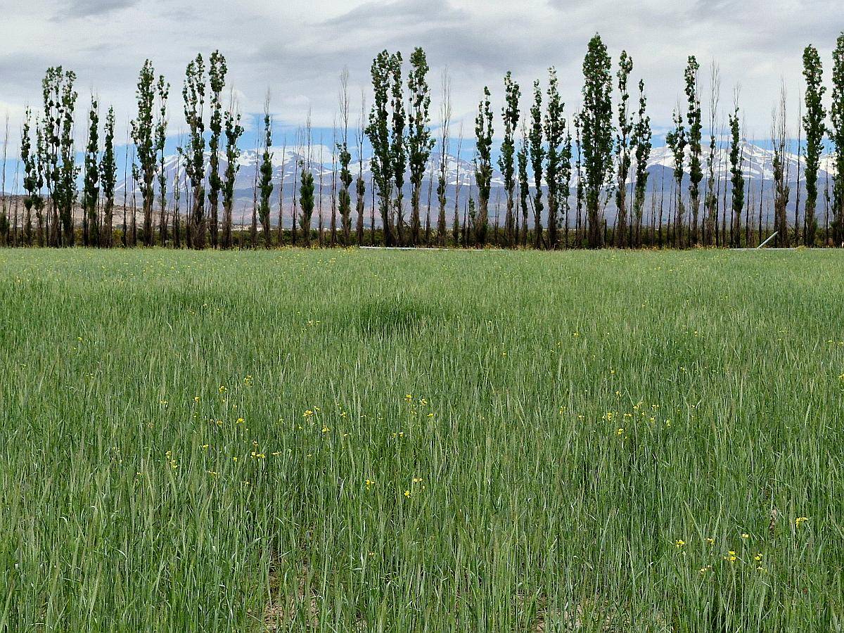 Malargue, Mendonza - 200 Ha