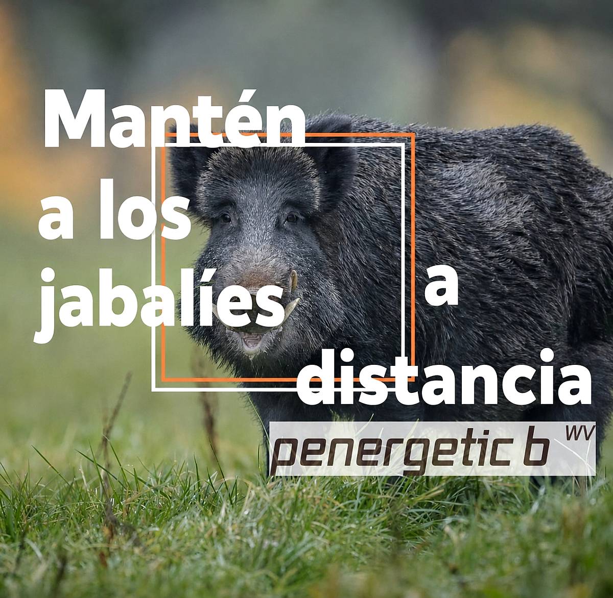 Penergetic B ZV y WV