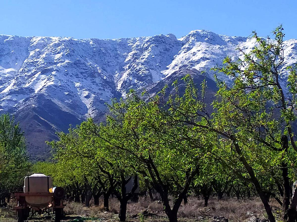 Campo con Almendros y Nogales