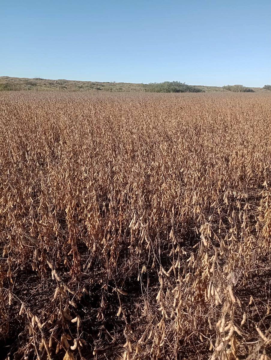 1000 Hectáreas Agricolas. Oportunidad