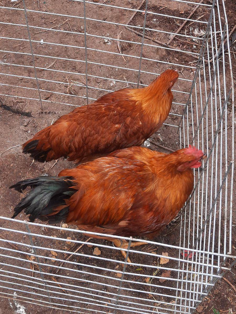 Gallos Puros de Raza New Hampshire
