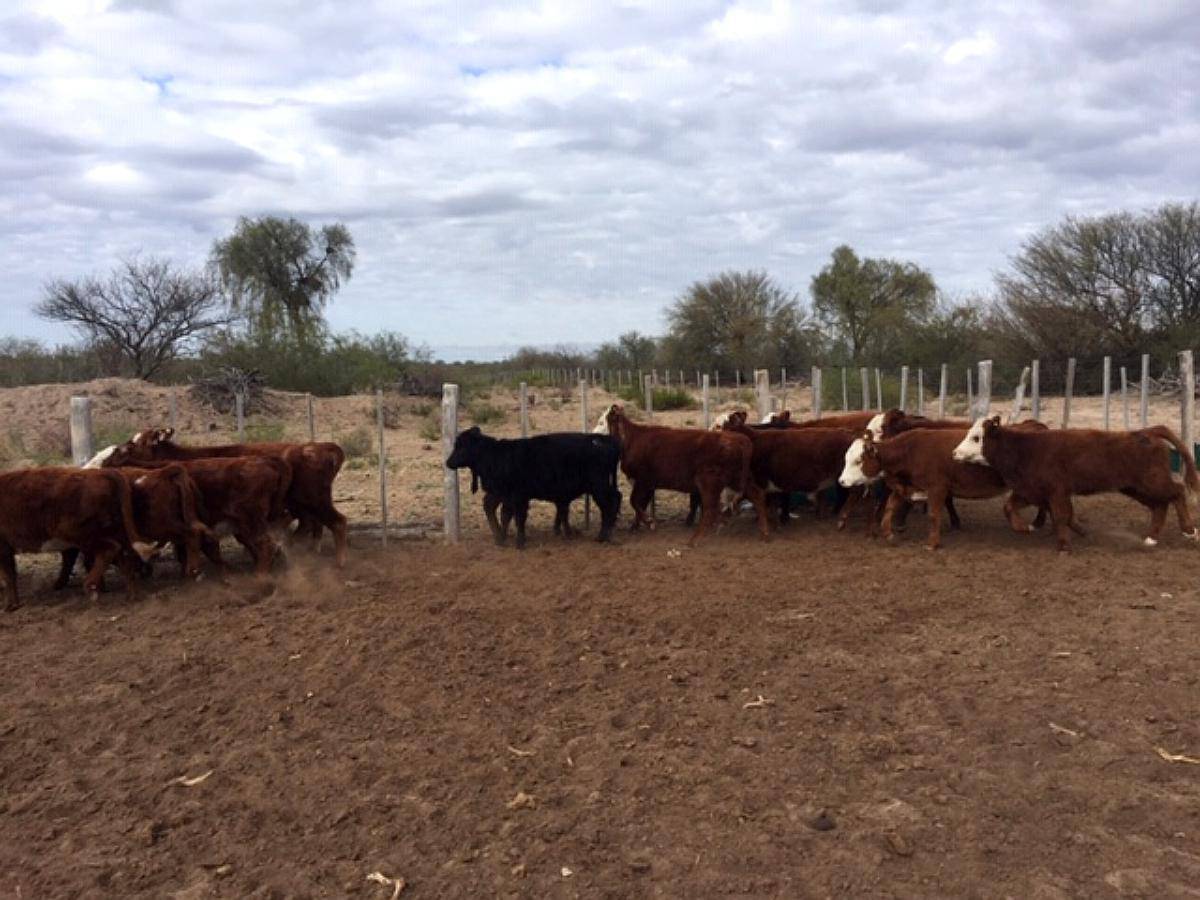 Vendo 10.000 Ha Carmensa Mendoza
