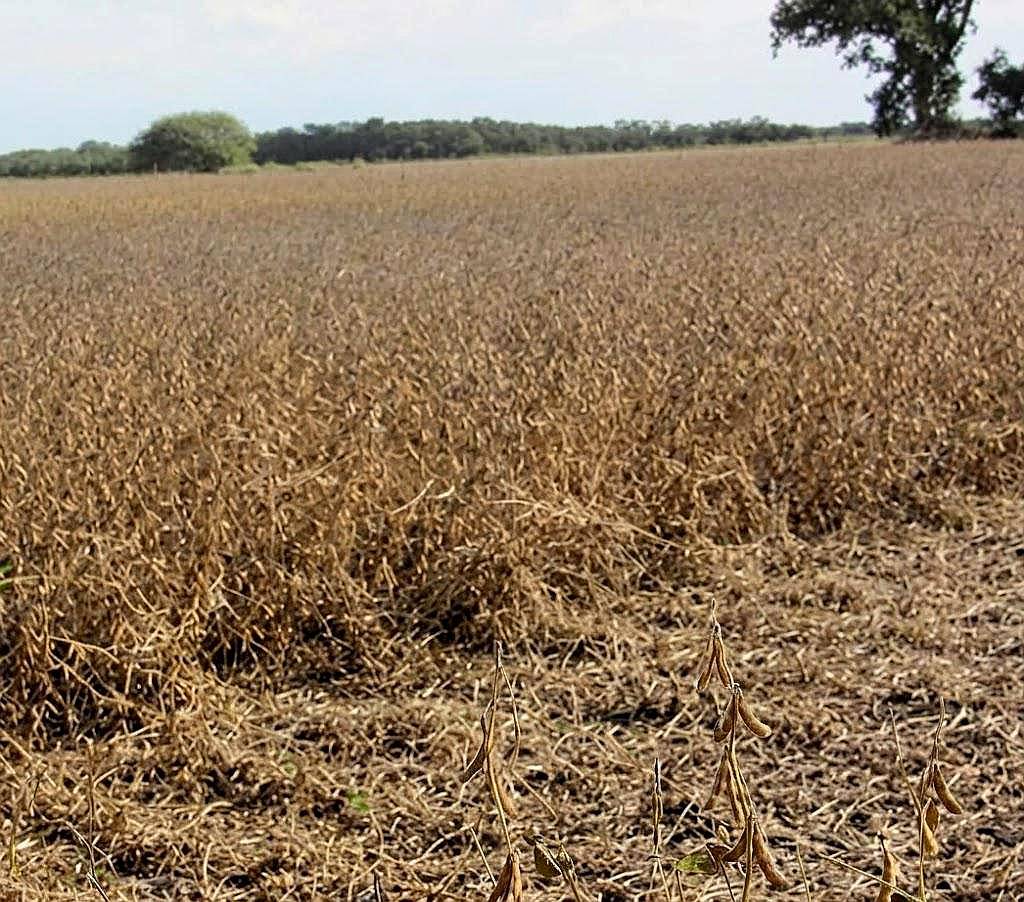 Campo 532 Ha en Santa FE. Agrícola