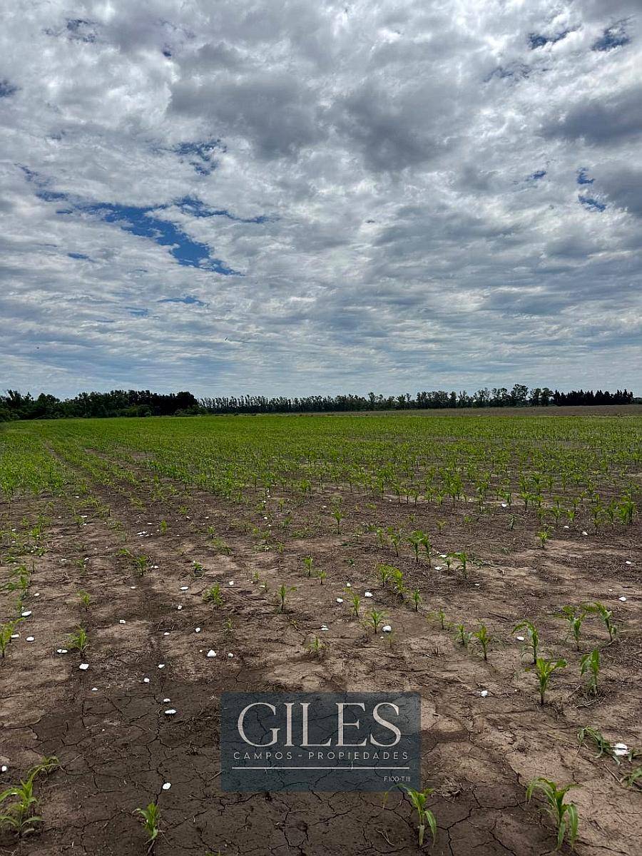 Campo de 65 Hectáreas Agrícolas