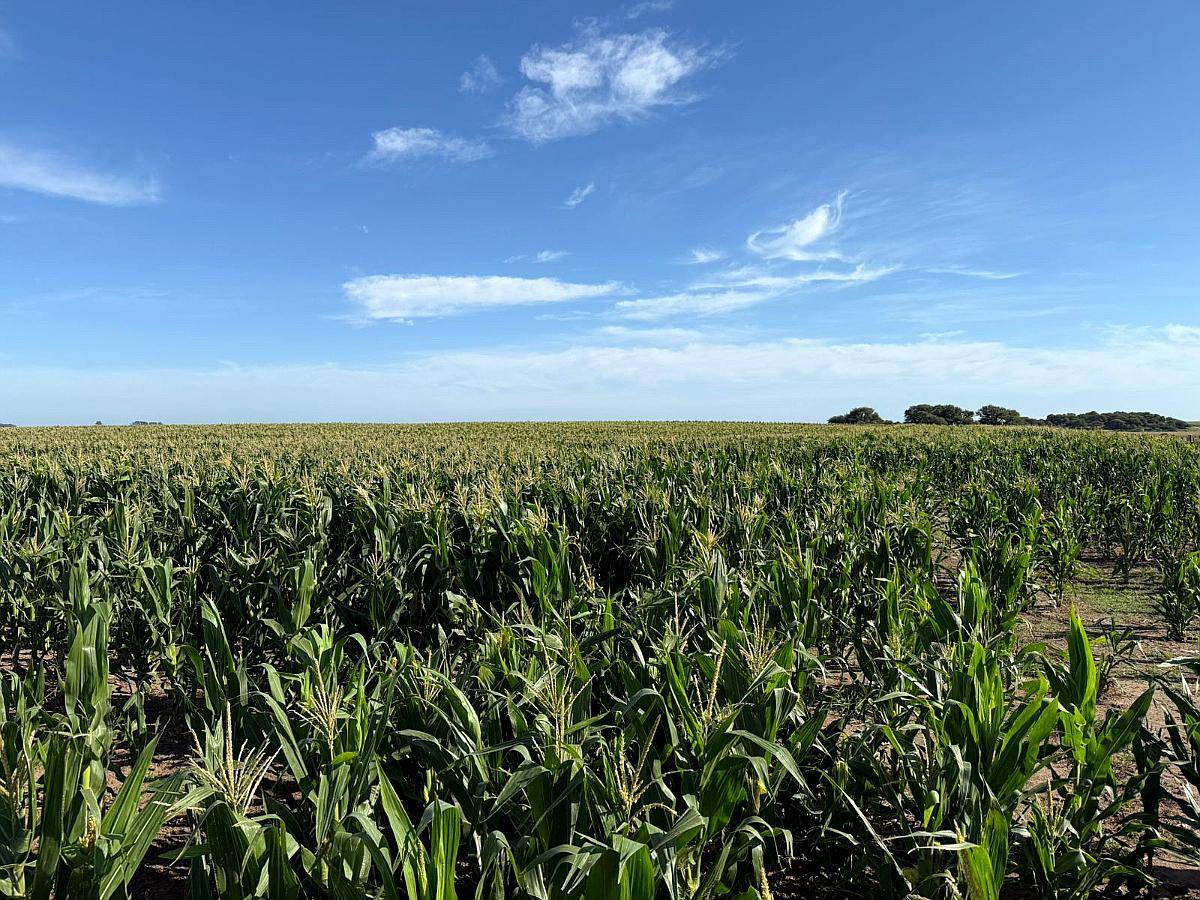 Vendo Importante Campo en Santa Rosa la Pampa