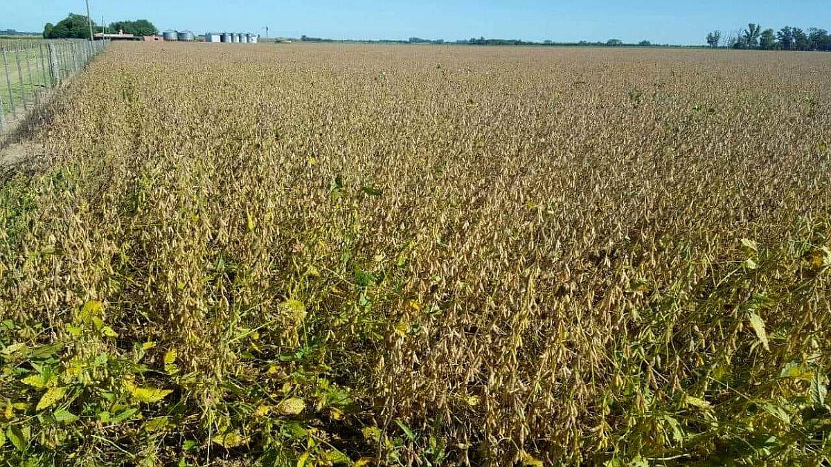 Vendo 130 Has en Inriville