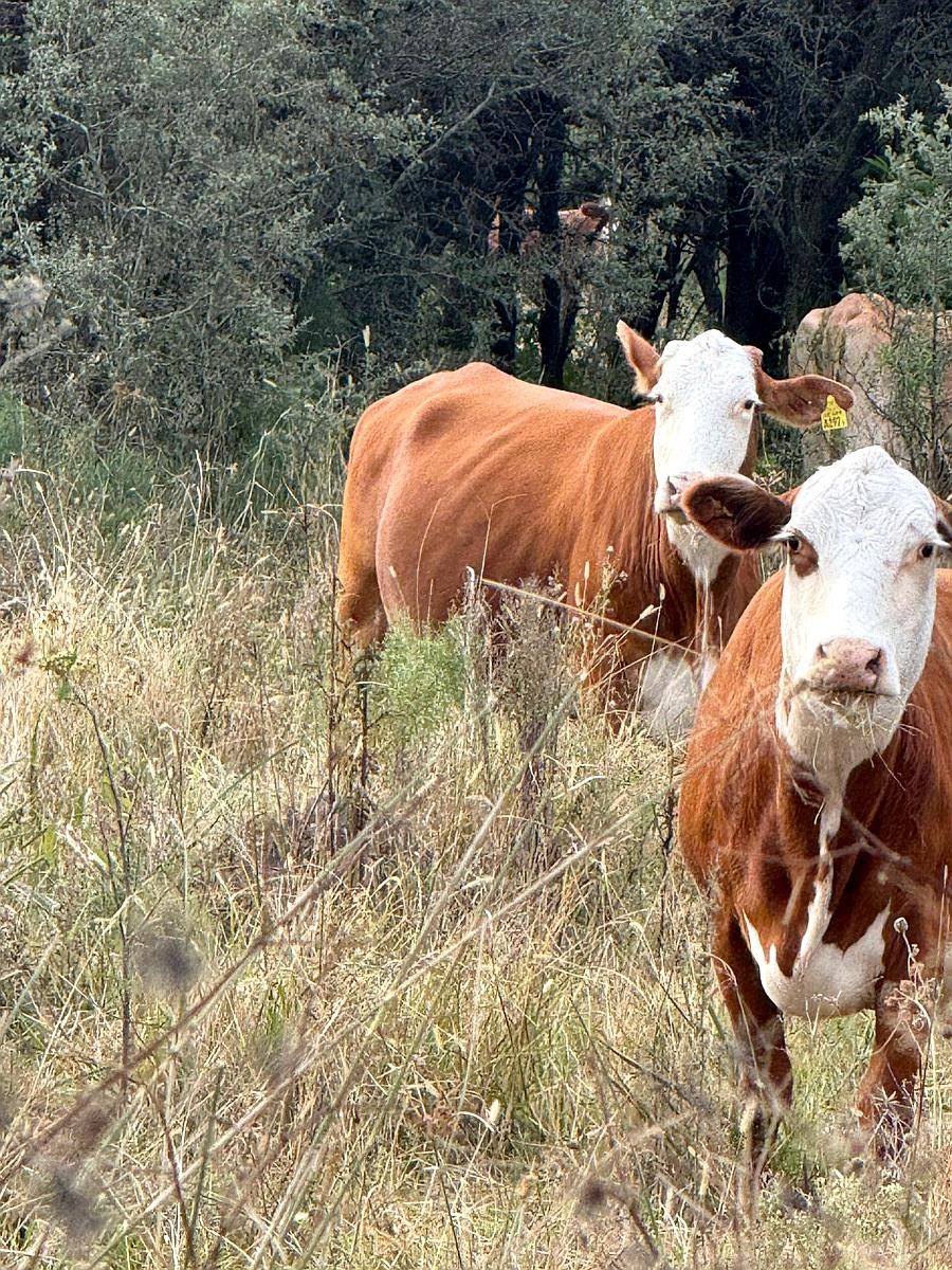 227 HA. Ganadero. Monigotes (santa Fe).
