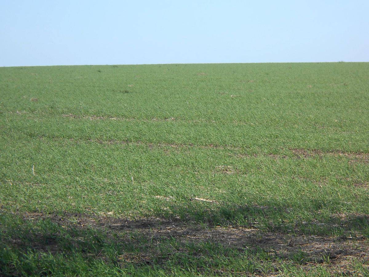 40 Has Agrícolas en Venta