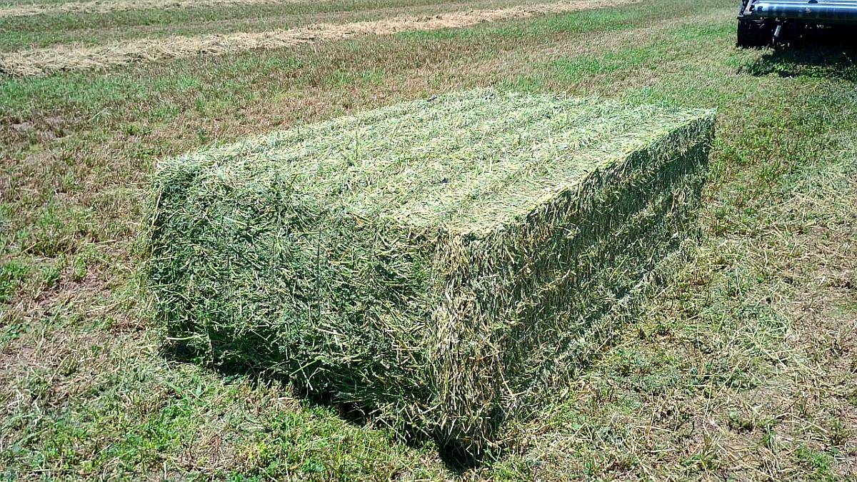 Megafardos de Alfalfa Cuteados