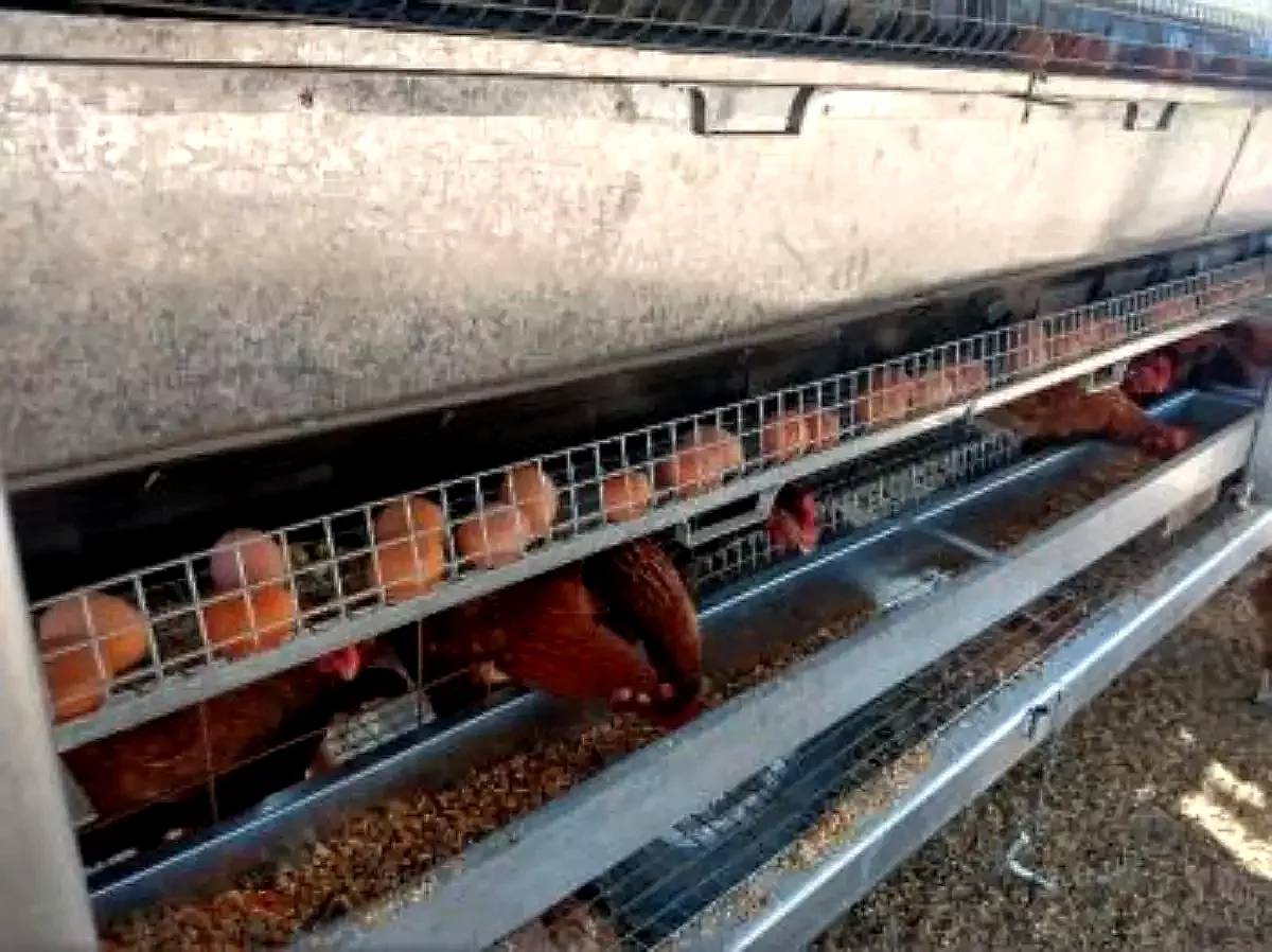 Gallinero Móvil Ibarrola para 75 - 175- 350 - 500 - 650 - 85