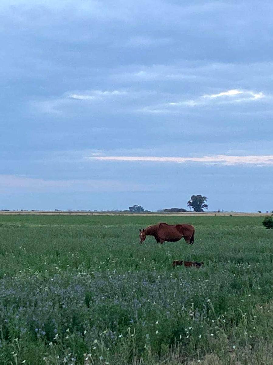 Alquilo. para Ganadería. Campo Mixto. Buena Tierra para Forr
