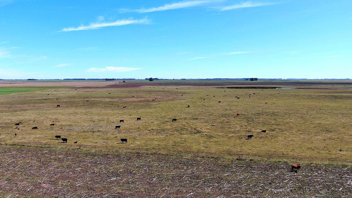 450 Has en Bolívar - BS. AS. - Mixto - Venta