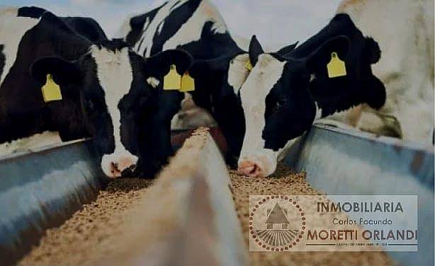 Tambo. Todas las Mejoras. 124 HA. Venta a Tranquera Cerrada