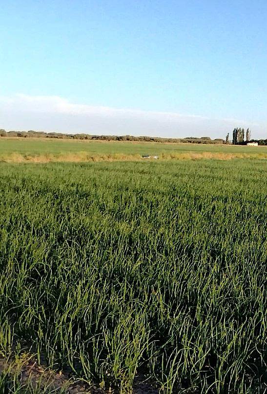 Gran Estancia con Riego, 1600 Ha en Pedro Luro - Pcia BS AS