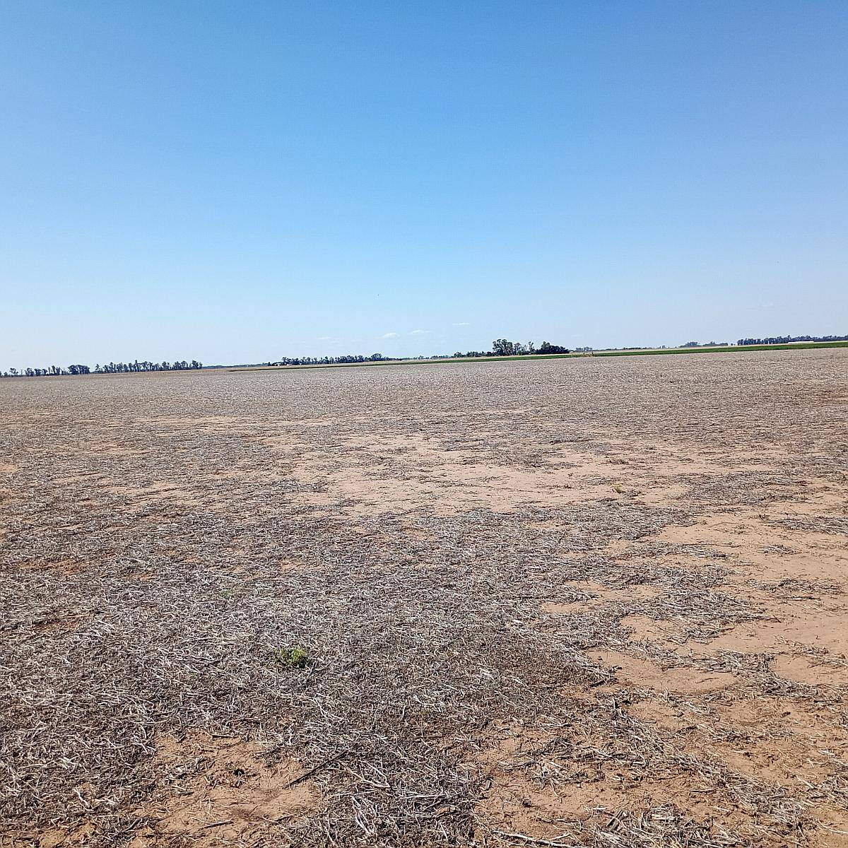Campo Entre Rio Tercero y Tancacha
