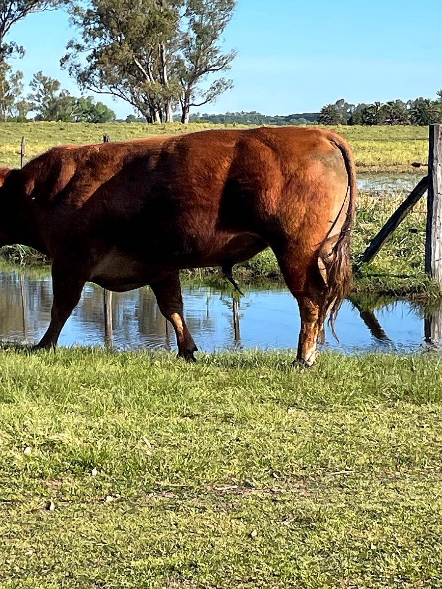 Toros Limangus Colorados Mansos de 2 y 3 Años