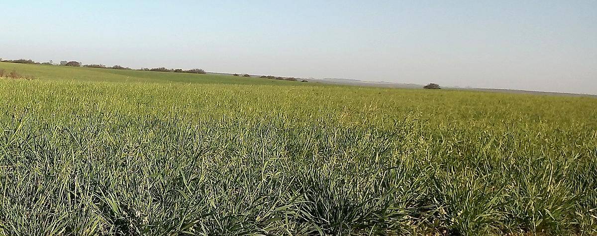 1600ha en Doblas la Pampa