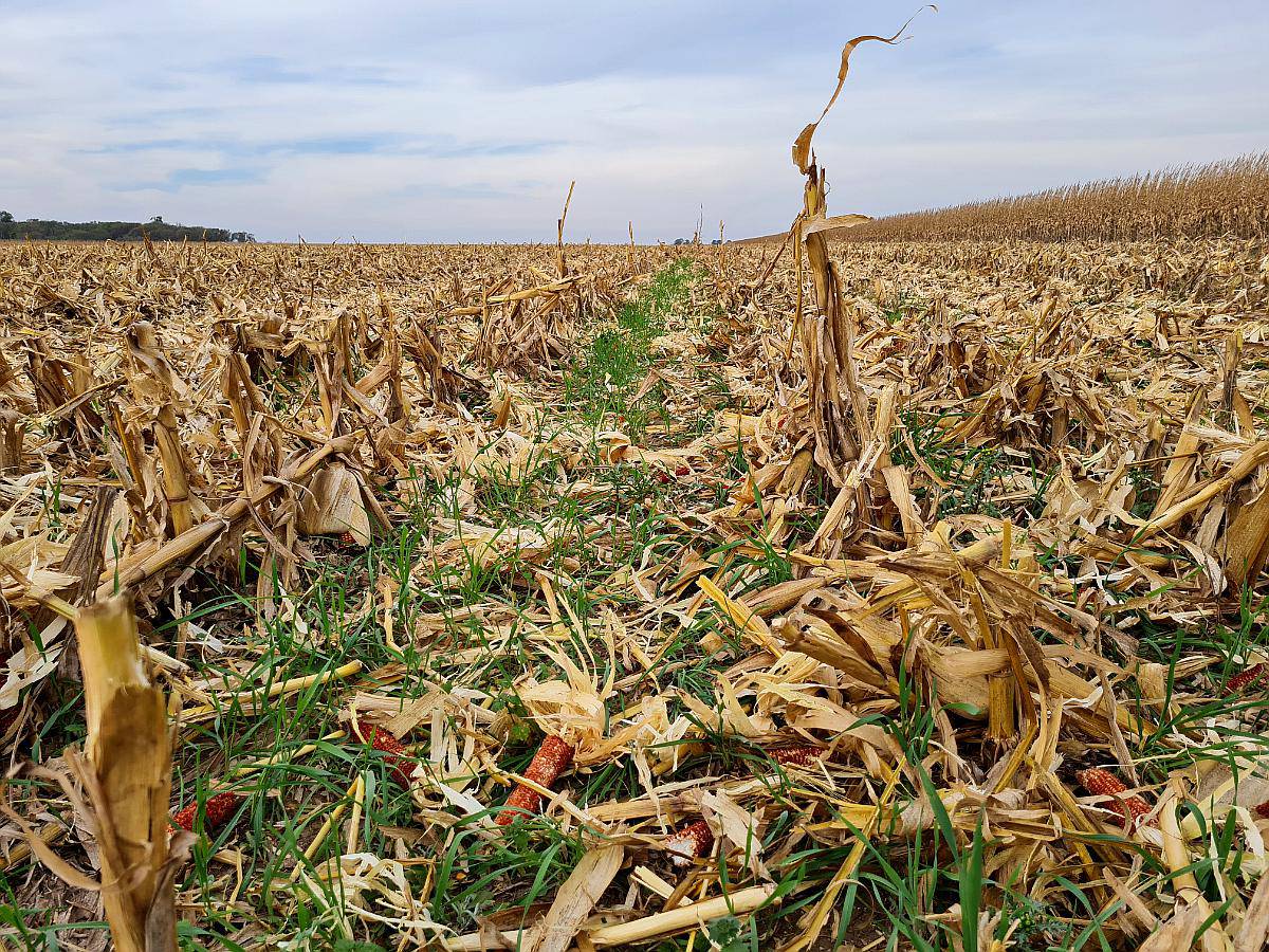 Vendo 580 Hectáreas en Suco