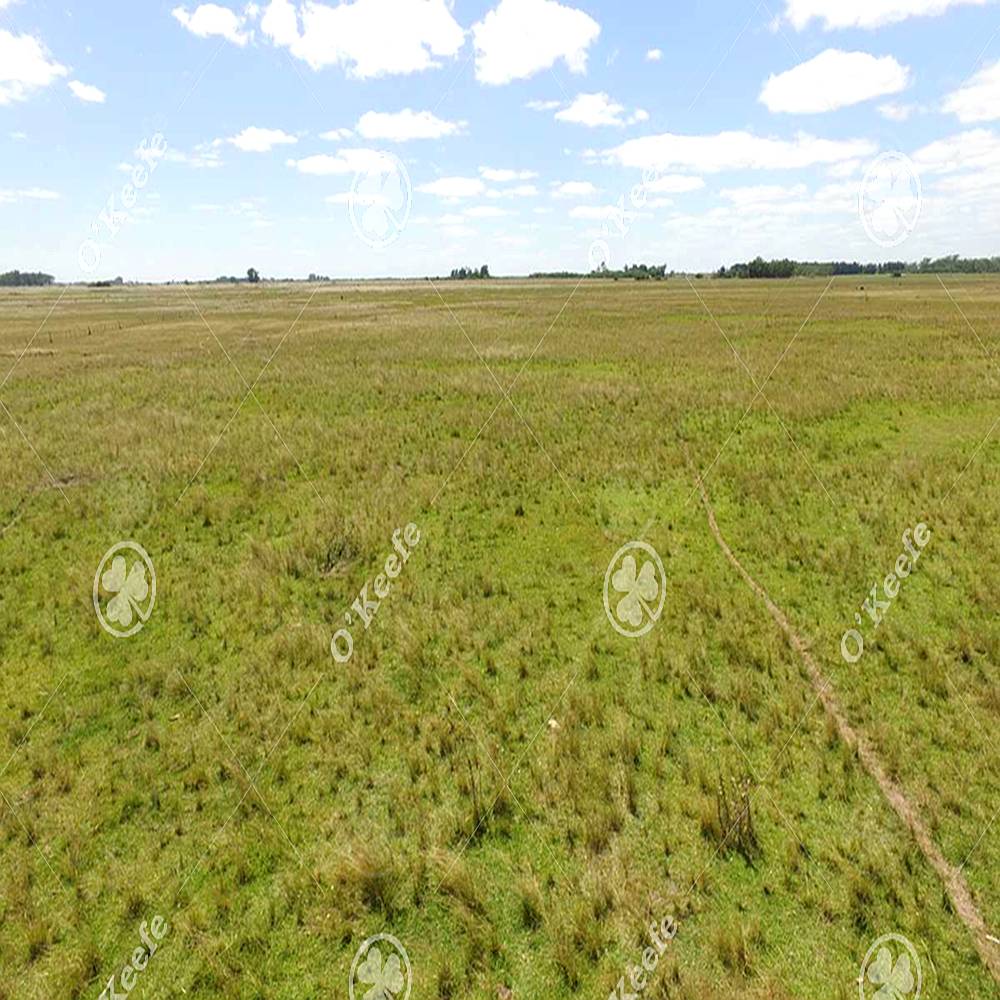 Campo en Venta de 450 Has en Magdalena. Ganadero