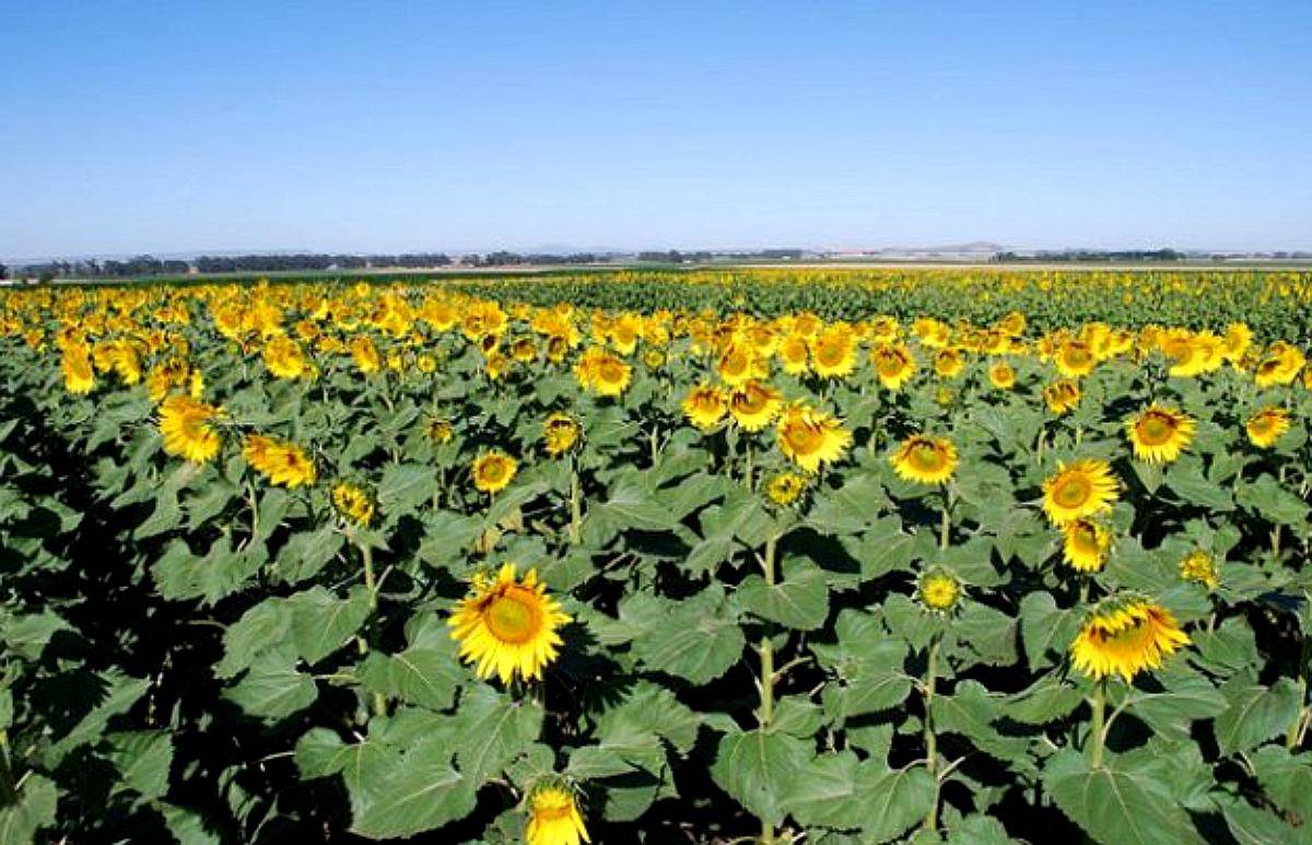 Venta 250 Has 100% Agrícola, Balcarce.
