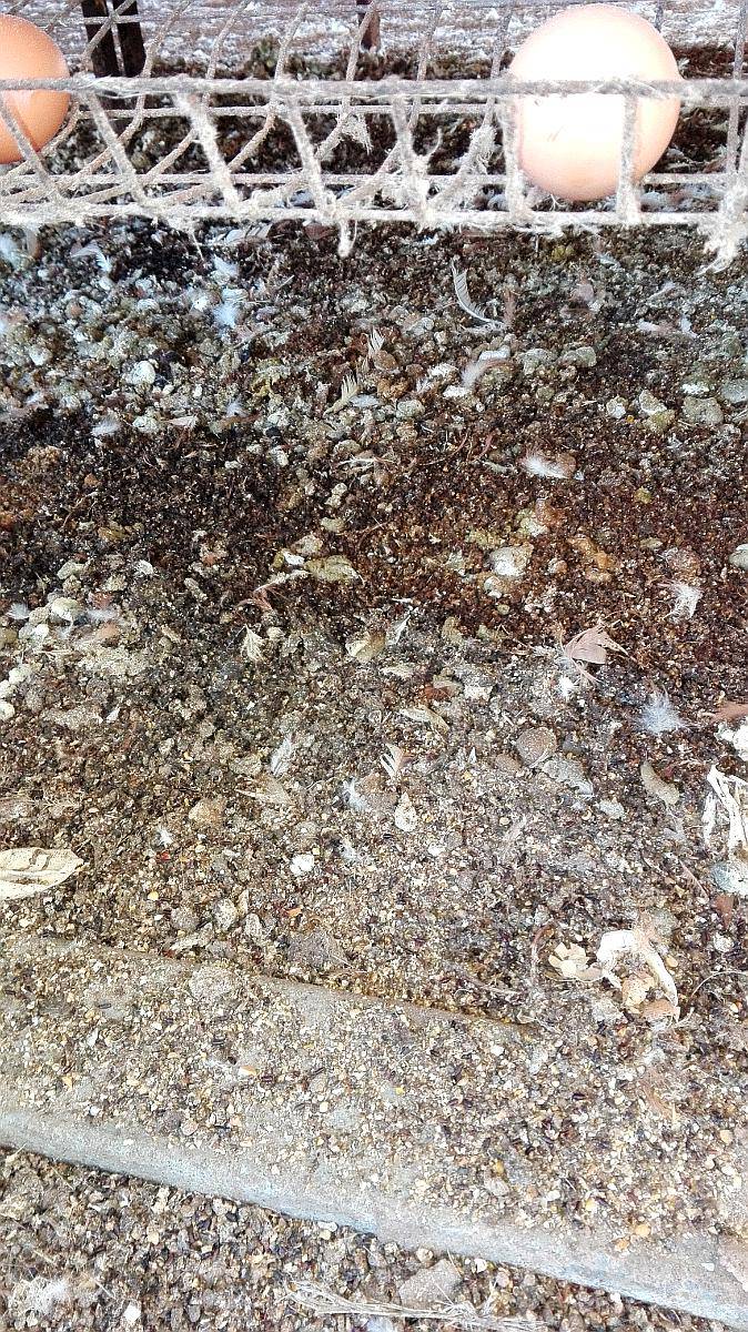 Evite las Moscas en Criaderos o Ponedoras