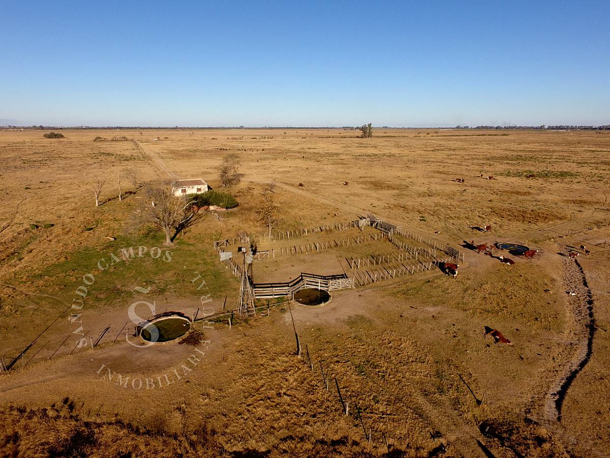 Campo Ganadero. Hipatia, Santa FE. 118 HA.