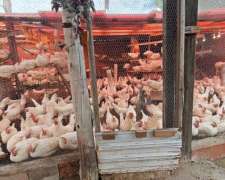 Gallinas Ponedoras Leghorn Nuevas