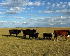 Campo Venta Buen Acceso Dolores 300ha