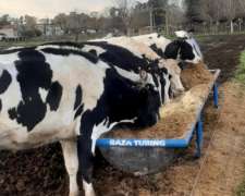 Comederos de Acero Inoxidable (sin Iva).