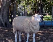 Carneros y Borregos Texel