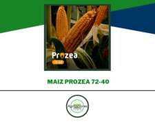 Semilla De Maiz Prozea 72-40 - Semillero Produsem