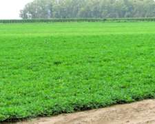 1166 Ha Mixtas Carlos Tejedor, BS. AS. Transf. Paq. Accion.