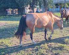 Caballos Criollos Genetica Excelente