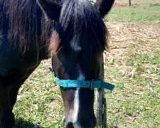 Petiso Manso de Andar