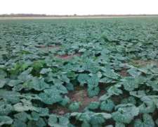 Excelente Campo Agrícola de 1100 Has y 500 MAS 650 Has