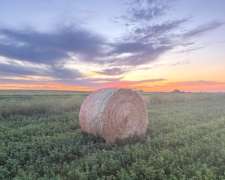 Vendo Rollos de Alfalfa