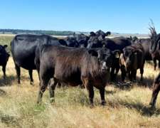 Conductor de Cosechadora y Fumigadora