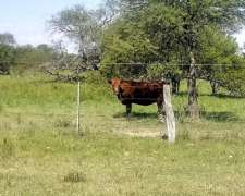 Vendo Campo de Monte