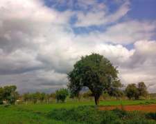 Venta Campo En Coronel Suarez - 150 Ha