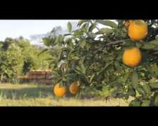 Vendo Campo para Aptas Frutas y Verduras