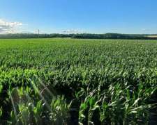 Campo Alquiler para Papa