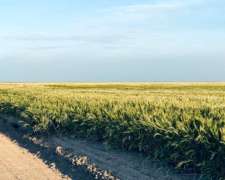 Pinto, Aguirre, Santiago Del Estero - 4.593 Ha