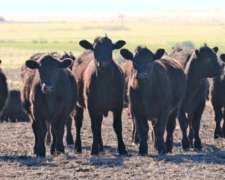 Esliharb Islgwer Orsbriok Toros y Terneros Ocseros
