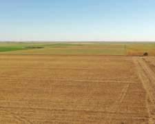 Adelia María, Río Cuarto, Córdoba - 150 Ha