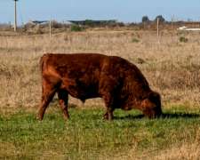 Toro Angus Colorado - 6 Años
