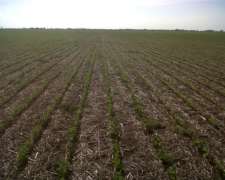 Agricola 87 Ha Lozada y Toledo muy Buen Campo