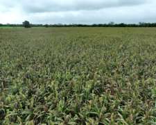 Santa Clara de Buena Vista, las Colonias, Santa FE - 179 Ha